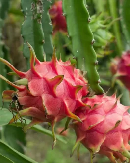 Dragon Fruits