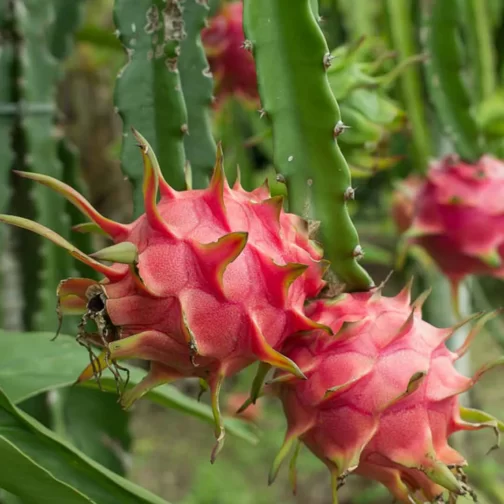 Dragon Fruits